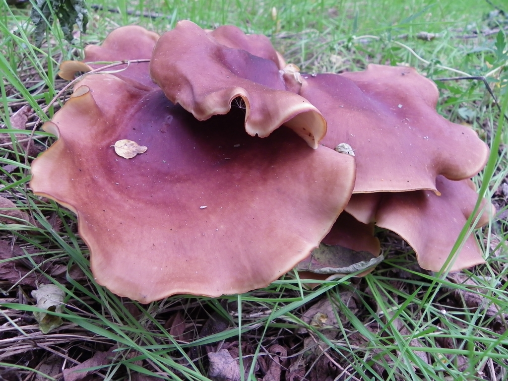 F&eacute;nyes likacsosgomba
